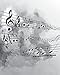 Produktbild Blank Music Manuscript Notebook: Great Stave / Grand Staff for Piano / Keyboard Instrument or Harp / 36 Page 8" x 10" Musicians Notebook