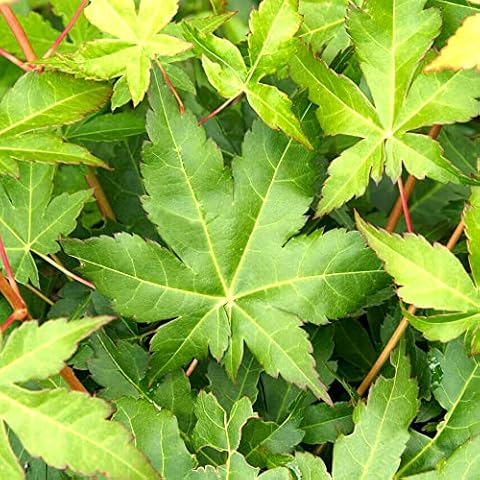 Acer palmatum Bi Ho - Large Japanese Maple Cover