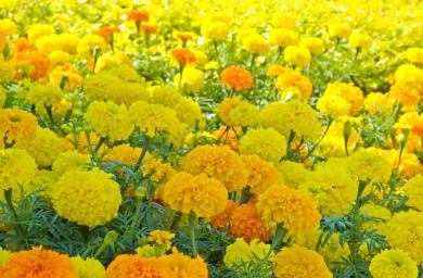 Creative Farmer Flower Seeds African Marigold Flower Seeds Yellow Colour Flower Seeds For Home Garden-100 Seeds (B01M0MSUPO) Amazon Price History, Amazon Price Tracker