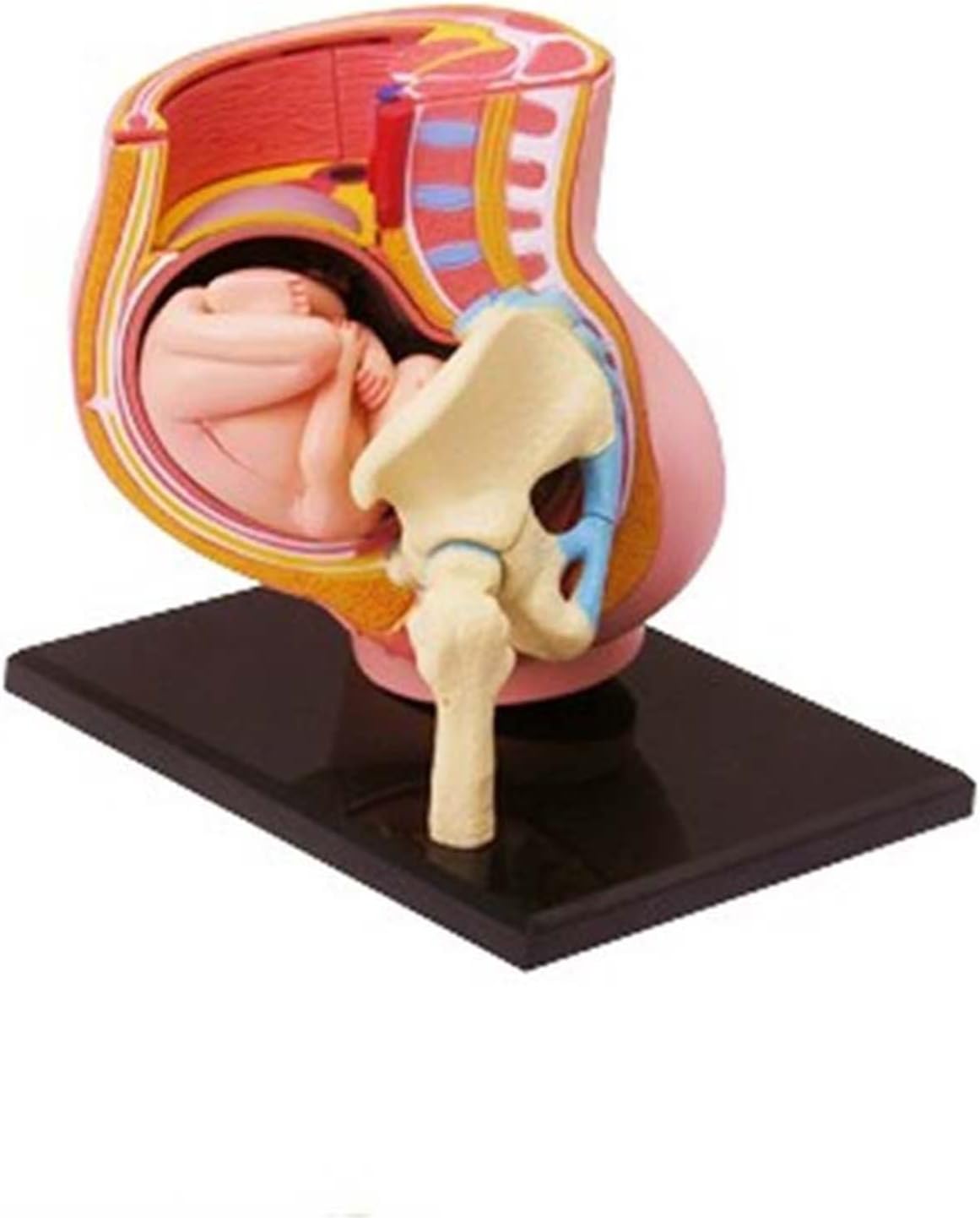 Noblelady 4D Human Pregnancy Pelvis Anatomy Model Mini Human Uterus Model with Removable Fetus - 3-Parts - Life Size - Childbirth Education Tools