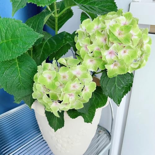 semi di ortensia resistenti, giardino, perenni, per balcone, 250pcs