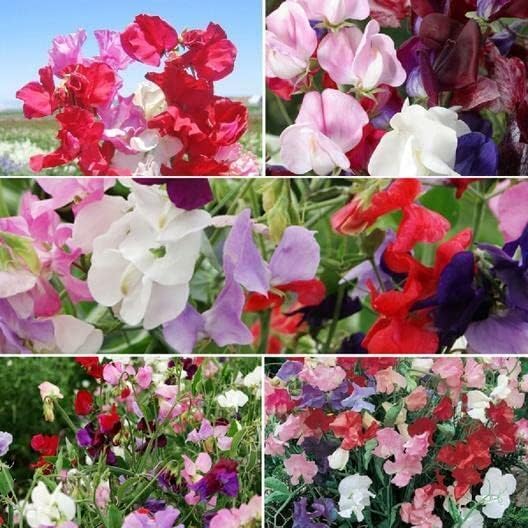 Miniatura 1 de Sweet Pea Seeds Sweetie Mix 5 Species Lathryus Fragrant 25 Seeds