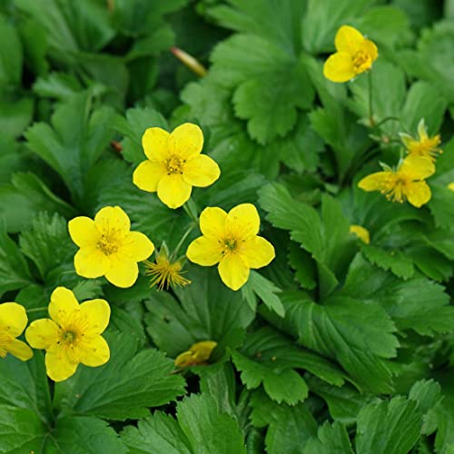 Teppich Golderdbeere - Waldsteinia Ternata Kleincontainer 9x9cm