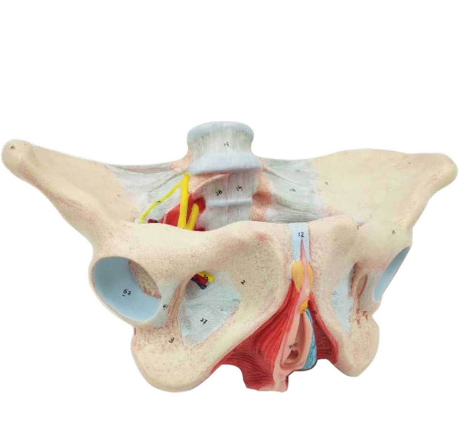 Modelo de anatomía Humana Modelo de Pelvis Femenino con músculos del Piso pélvico 1: 1 Equipo de educación médica Humana Equipo de educación anatómica Enseñanza médica 20 * 30 * 20 cm