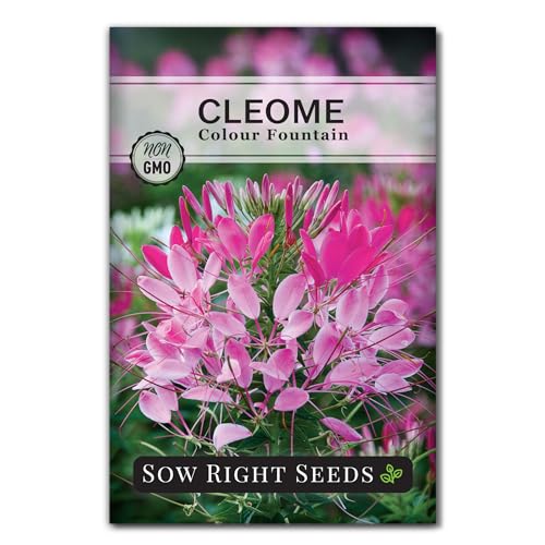 Sow Right Seeds - Colour Fountain Cleome Seeds for Planting Outdoors - Spider Flower - Non-GMO Heirloom Variety - Easy and Fast to Grow - Annual Flower for Vibrant Gardens - Ideal for Butterflies (1)
