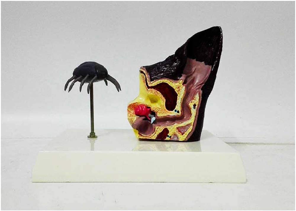 Sjdopulse Canine Ear Model - Educational Model Pathological Dog Ear Organ Model Anine Ear Model With Bring Dog Flea Animal Organ Model Medical Teaching Model