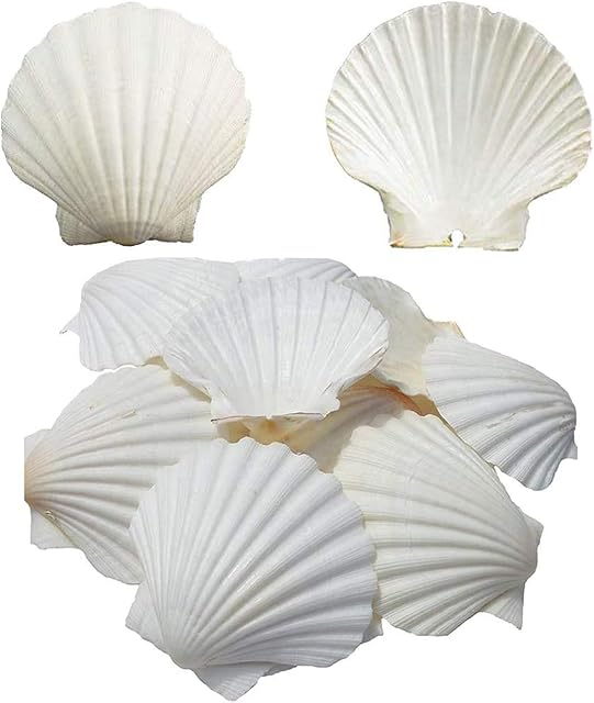 Baking Shells Large Natural White Scallops From Sea Beach Large Scallop Shells For DIY Craft , HomeDecor 4-5 Inches