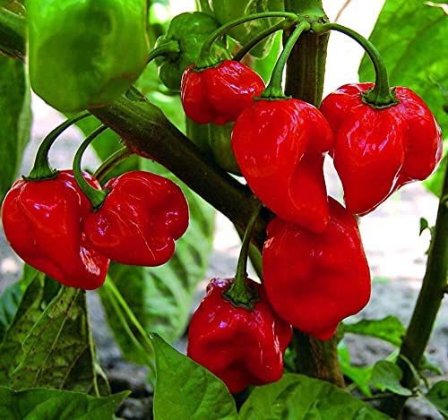 Caribbean Red Habanero Chili Plant - Three (3) Live Plants - Each 75 Days Old - Not in Pots - Super Hot Pepper - 450,000 SHU for Planting in Your Organic Garden