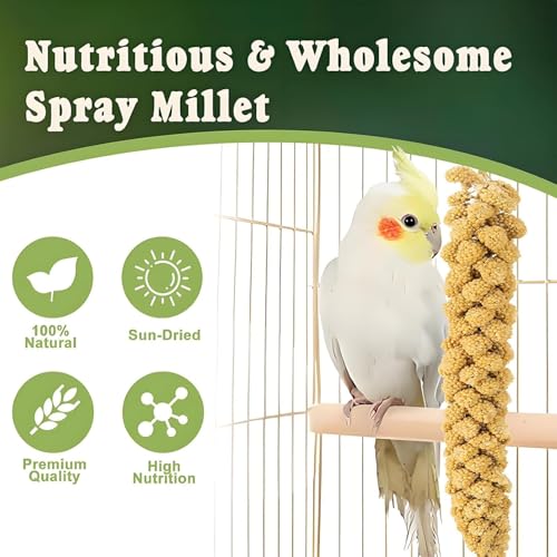 RANZ 1LBS Spray Millet Treat for Pet Birds, Hand-Harvested Bird Snack, Natural Sun-Dried Millet Spray for Parakeets, Parrots, Cockatiels, Lovebirds, Budgies, Finches, Canaries - Image 6