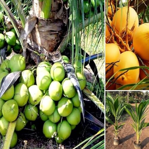 Generic Malaysian Dwarf Coconut Plant, Outdoor, 1 Pack Pack of 1 - Image 4
