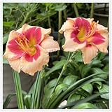 Rizoma de azucenas + raíz resistente a las azucenas – perfecto para amantes del jardín y principiantes, 10 raíces C