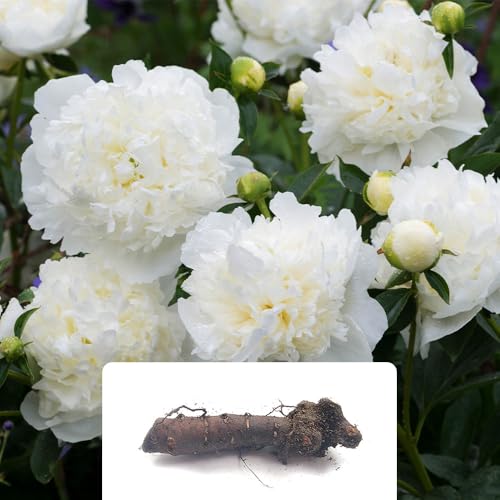 1 Peony Pure White Bulb – Elegant Double White Blooms – Fragrant Summer Flowers – Perennial Plant for Your Garden – Perfect for UK Climate