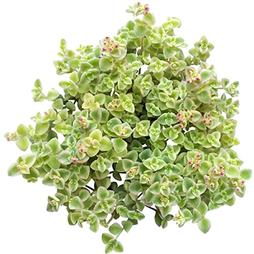 Sedum Little Missy Succulent (4" Plastic Pot) - Live, Healthy Variegated Succulent #TOP27