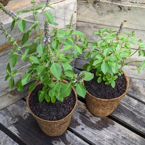30pcs Green Holy Basil tulsi Plant Seeds