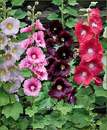 Splendour Seeds Hollyhock tall Mix garden Flower Seeds (50 Seeds) (B01MXNX23R) Amazon Price History, Amazon Price Tracker