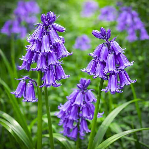 5 English Bluebell Bulbs in the Green Hyacinthoides Non scripta Spring Flower Bulbs for Planting Shade Garden Plants Naturalising Woodland Wildflower Bare Root Spring Blooming Flower Cottage Outdoor