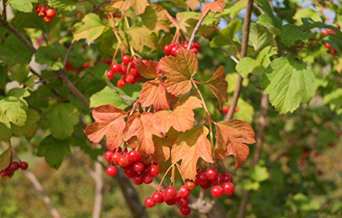 YONGNUO 35mm Wide-Angle Autofocus Lens