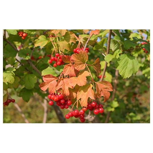 YONGNUO YN35mm F2 Autofocus Lens for Canon