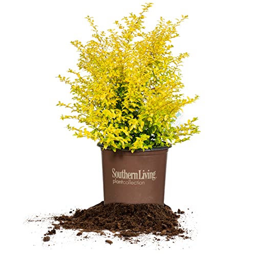 Perfect Plants Sunshine Ligustrum Shrub 3 Gallon | Live Plant Perfect for Southern Climates | Bright Yellow Foliage | Dwarf Shrubs for Landscaping