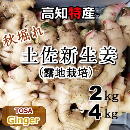 高知産　新生姜　露地栽培　約４キロのサムネイル