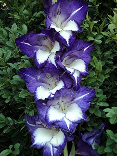 Graines de fleurs de glaïeul fraîches à planter bleu blanc paquet de 100 graines