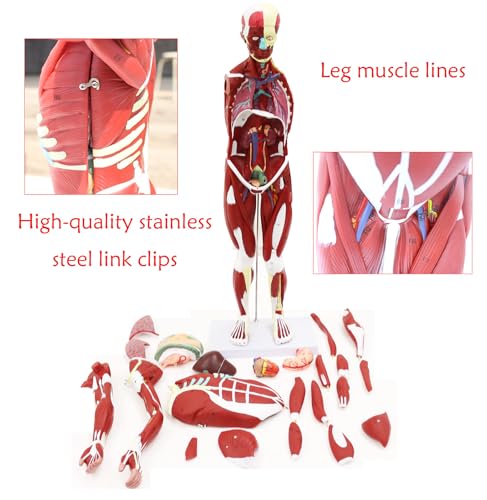 Image of Anatomical Human Muscular Figure Model with 347 Number with 27 Removable Parts Muscle Organ Model Training Manikin Model for Teaching 33.5'' Tall,1 /2 lifesize