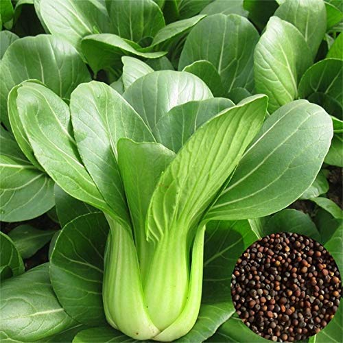 Joycity Pak Choi Organic Vegetable Seeds- 400+ Seeds (B08VF5JMFP) Amazon Price History, Amazon Price Tracker