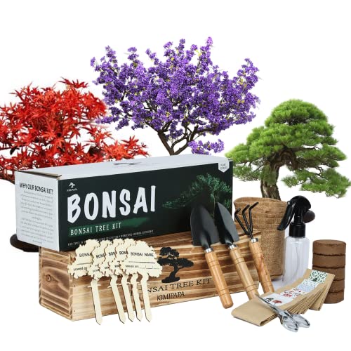 Top 10 Starter Indoor Bonsai Tree of 2022 Katynel