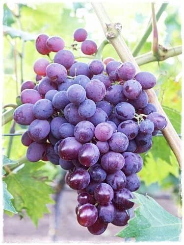 Pianta di VITE da Tavola 'LIDI' - in vaso Ø CM 19 – H. 120/150 cm