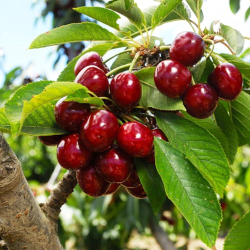 20+ Seed Cherry Tree Fruit Tree Seed for Planting Outdoor-Non-GMO Heirloom Sweet Juicy Fruits Plant in Your Home Garden
