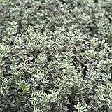 6 x thymus citriodorus 'silver queen' - perenni vaso 9cm x 9cm