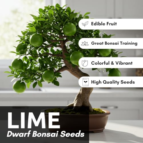 Dwarf Lime Tree Seeds (30 Pack) – Easy to Grow, Fresh Citrus Seeds for Planting