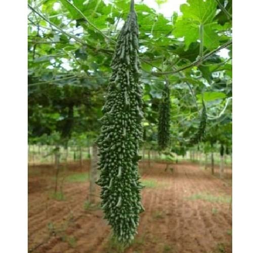 UGROW INDIA BITTER GOURD SEEDS (50 SEEDS/PACKET) KARELA JHALRI (B09WRLQGQB) Amazon Price History, Amazon Price Tracker