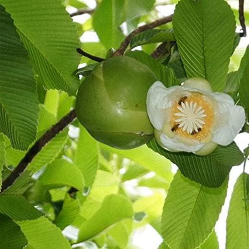 Mphmi Plants Dillenia Indica, Elephant Apple - Plant (B09LMFF4L7) Amazon Price History, Amazon Price Tracker