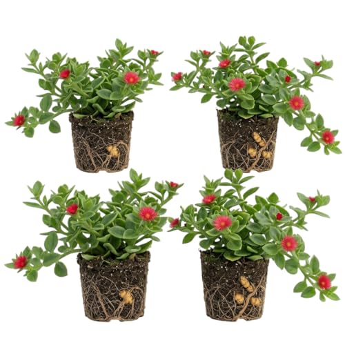 Set 2 Sun Rose Red Apple Aptenia Cordifloria Succulent Rooted