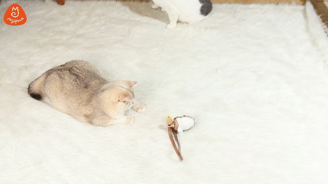 Migipaws Interactive MigiMouse Cat Toy 360° Rolling & Spin with Wiggling Tail for Indoor Cats Smart Motion Sensor, Realistic Squeak, Rechargeable Plush Kitten Toy(Grey) - image 8