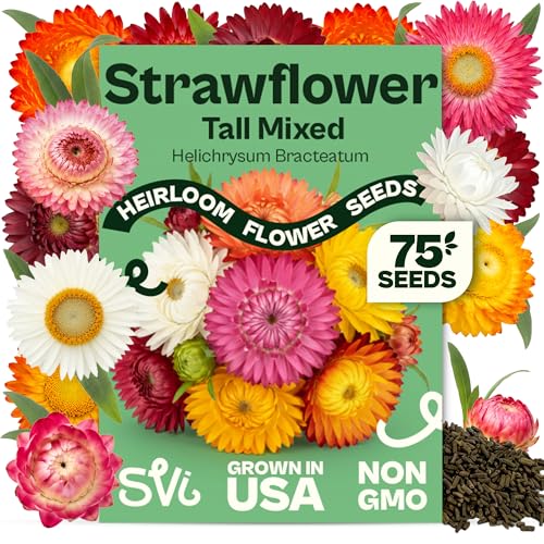 SVI 1100 Mix Tall Strawflower Seeds (Helichrysum bracteatum)