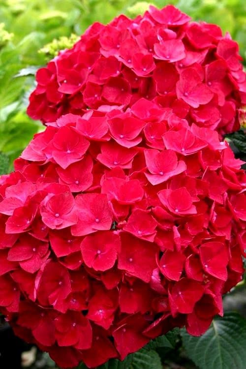 Rare Red Hydrangea/Hydrangeaceae Flower HealthyPack Of 1 Live Plant B6-picture-14