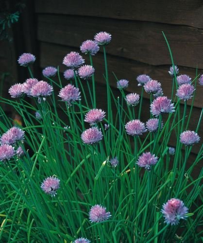 Just Seed - Herb - Chives Medium Leaved - Allium schoenoprasum - 400 Seeds - Economy Pack