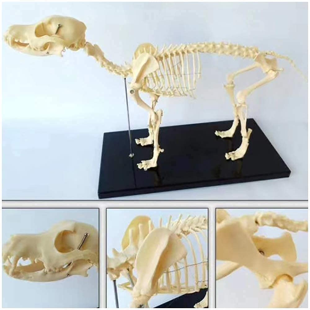 Model Anatomiczny, Lalki Jonowe, Anatomia Dużego Psa, Anatomiczny Model Szkieletu Psa, Model Anatomiczny Zwierzęcia, Model Szkieletu Psa Do Demonstracji
