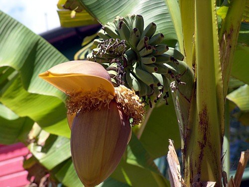 Ohio Grown Winter Hardy Basjoo Banana Plant - Musa - 2.5" Pot #TOP4