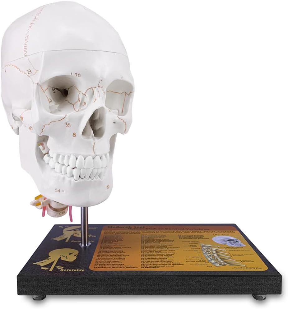 360°Rotatable Upgraded Life Size Human Skull on Cervical Vertebrae Anatomical Model with Spinal Nerves and Arteries with Laser-Etched Fonts Not Hand Write Number,Not Smudged for Medical Student