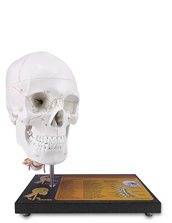 360?Rotatable Upgraded Life Size Human Skull on Cervical Vertebrae Anatomical Model with Spinal Nerves and Arteries with Newest Laser-Etched Fonts Not Hand Write Number,Not Smudged for Medical Student