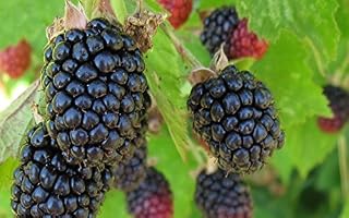 1 Triple Crown BlackBerry Plant - 2 Year All Natural Grown - Ready for Fall Planting