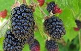 2 Triple Crown BlackBerry Plant - 2 Year All Natural Grown - Ready for Fall Planting