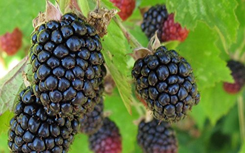 1 Triple Crown Blackberry Plant - 2 Year All Natural Grown - Ready For Fall Planting #TOP6