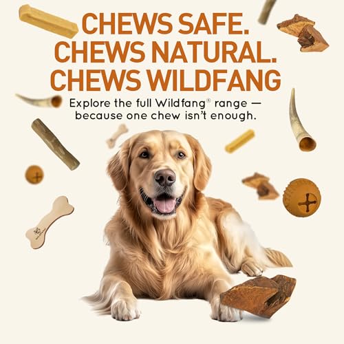 Wildfang® Kauwurzel aus Baumheide für Hunde, Größe L - Natürliches Kauspielzeug Hund, splitterfreies Hundespielzeug unzerstörbar zur Zahnpflege Hund & Welpenspielzeug (für Hunde 25–45 kg), 1 Stück