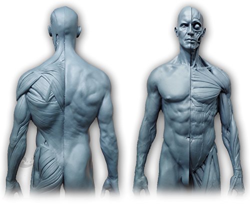 Human Body Musculoskeletal Anatomical Model for Study and Teaching (30CM4)