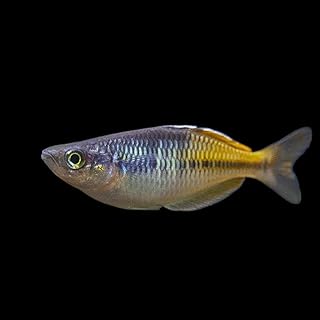 ハーフオレンジ・レインボー 3cm±｜レインボーフィッシュの仲間｜淡水魚／中型魚｜MASUKO出荷｜ (1匹)