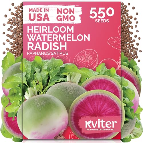 KVITER 550 Watermelon Radish Seeds (Raphanus Sativus) - Red Meat Radish Seed Packets Mild Sweet Flavor Heirloom Seed - Annual Vegetable Seeds for Outdoor Garden Raised Beds Containers